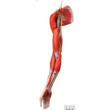 MUSCLE OF ARM WITH MAIN VESSELS & NERVES (SOFT)